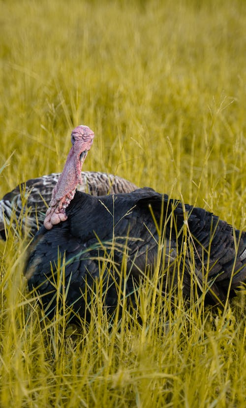 Close-Up Shot of a Wild Turkey on the Grass