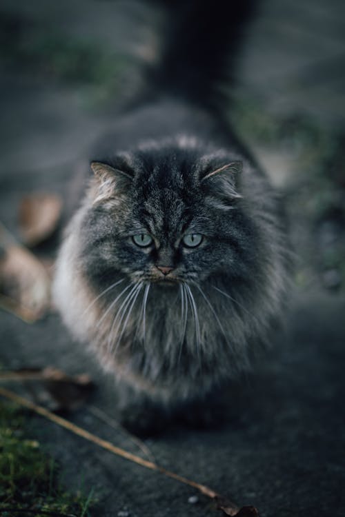 Furry Gray Cat