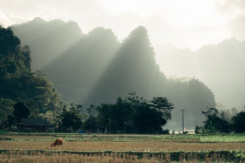 Fog over Cropland