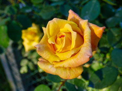 Gratis arkivbilde med blomst, grønn, orange rose