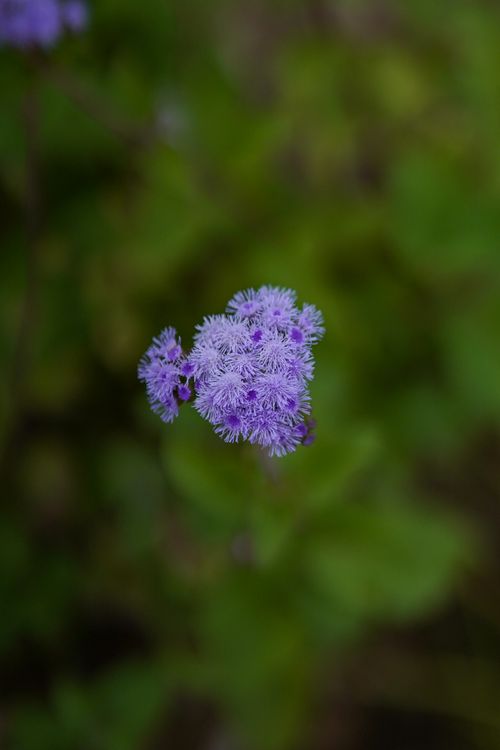 Free Beautiful close-up of ageratum flowers with vibrant purple hues in natural setting. Stock Photo
