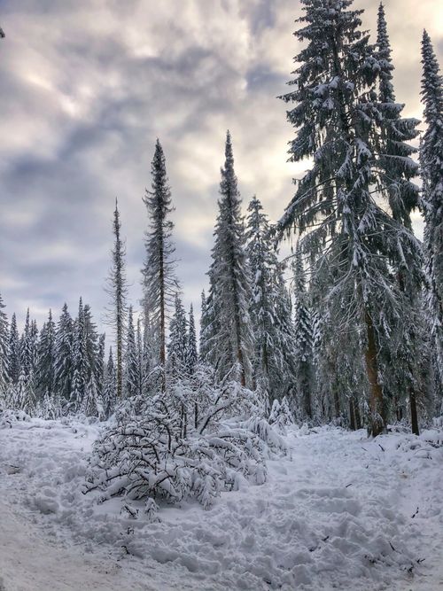 Free Scenic winter forest in Germany with snow-covered trees under a cloudy sky. Stock Photo