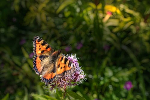 Kostnadsfri bild av blomma, djur, fjäril