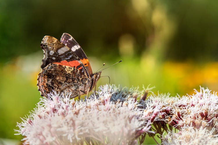 Butterfly On Flowers 