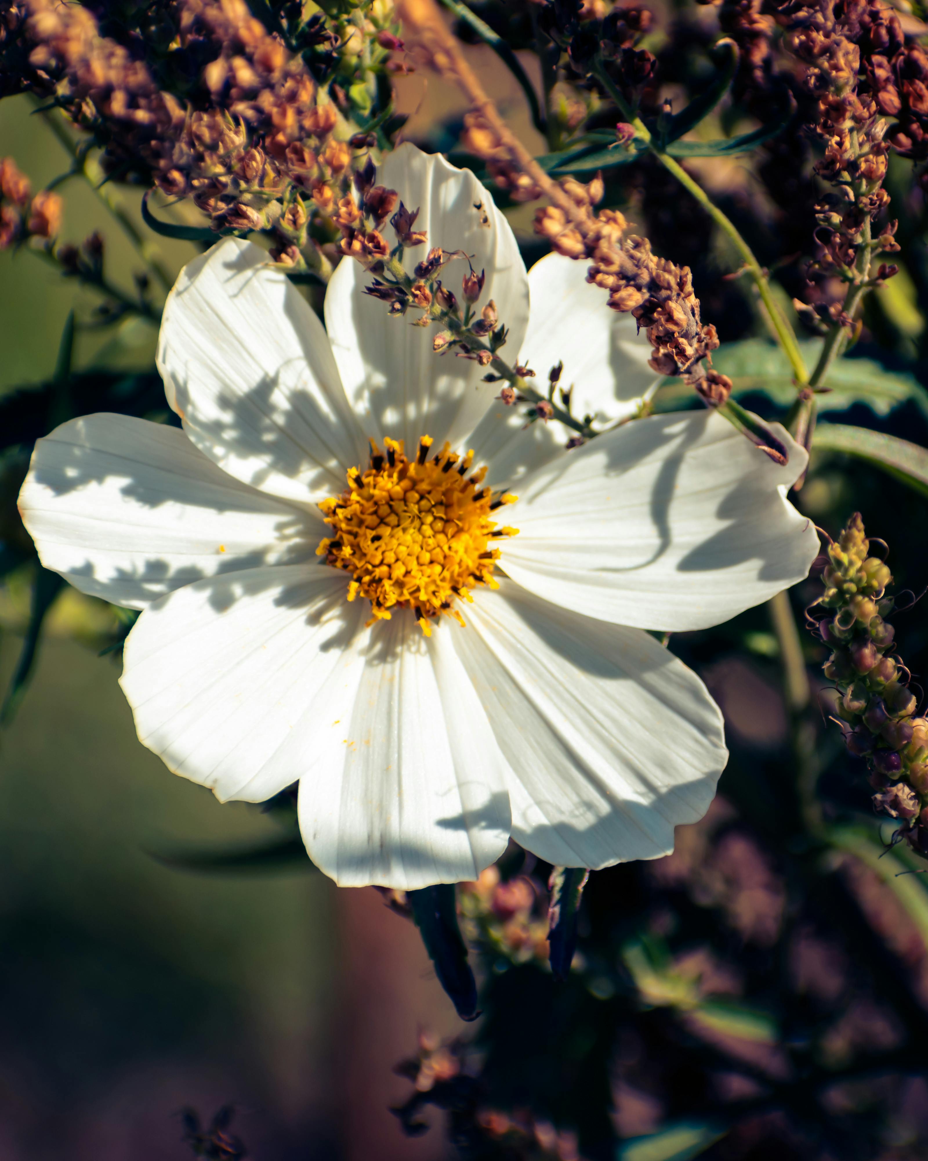 White Flower in Close Up Photography · Free Stock Photo