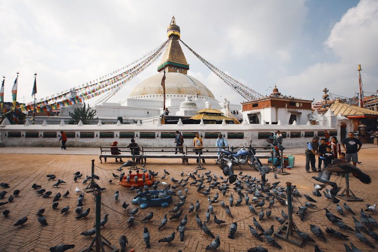 Flock Of Pigeons On Pavement