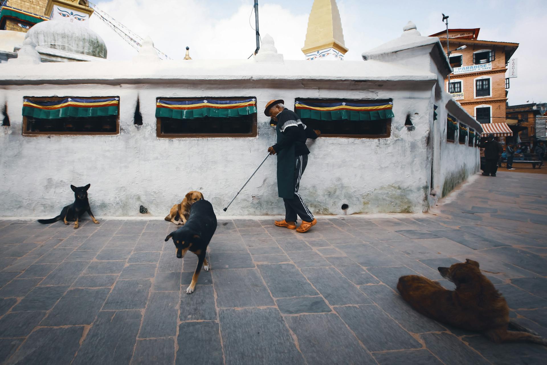 Elderly Man with Dog on Leash