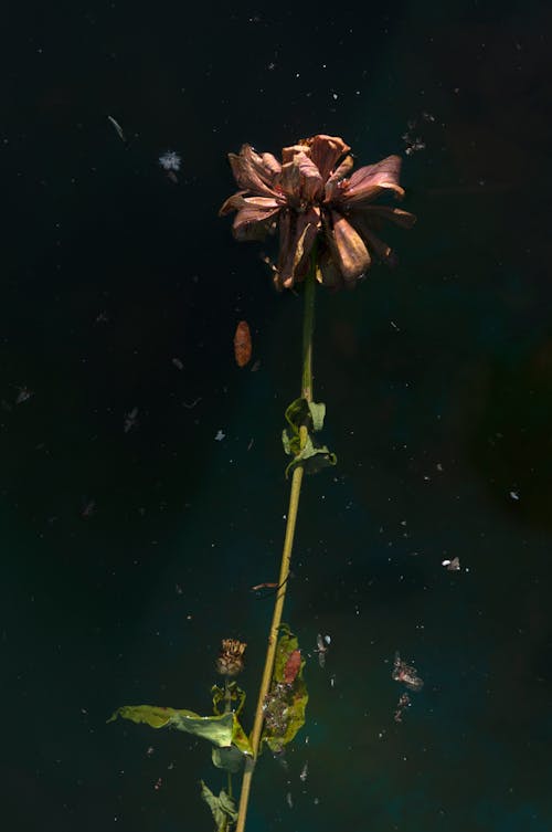 Dry Flower on Dark Background