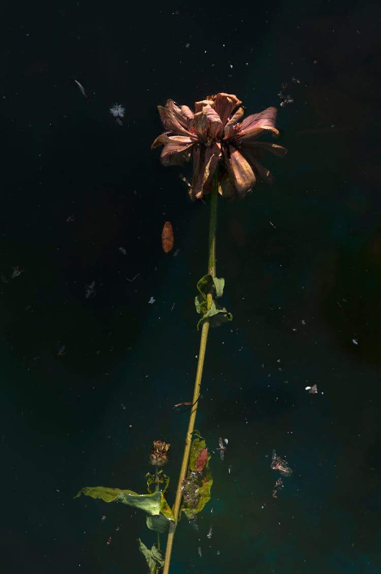 Dry Flower On Dark Background