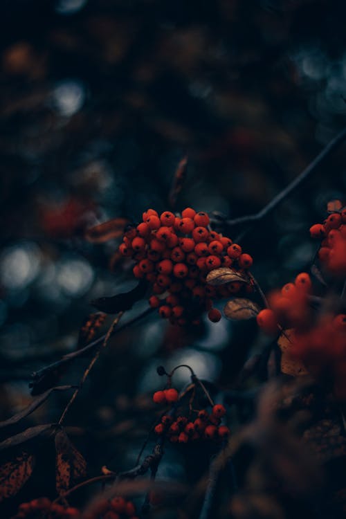 Rowanberry Mountain Ash Fruit