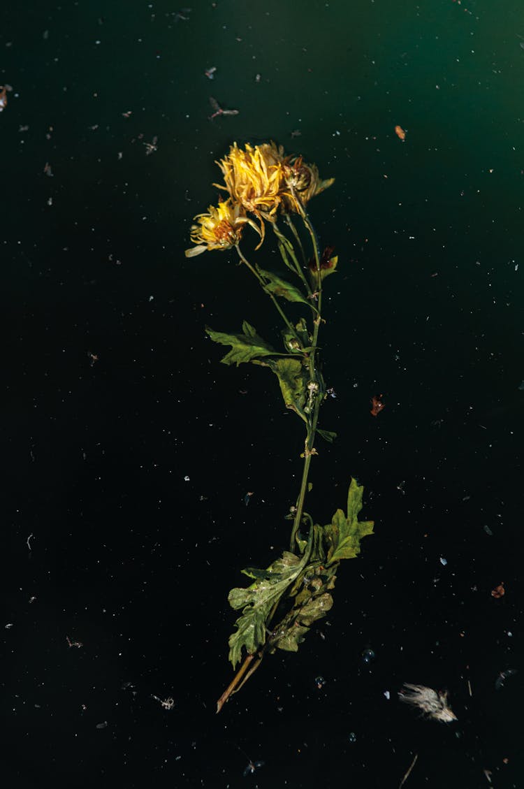 Dry Flower On Dark Green Background