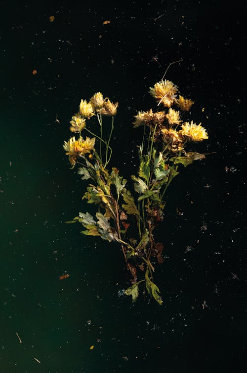 Dry Wildflowers on Dark Green Background