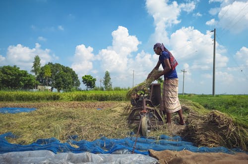 Free Farmer Harvesting Rice Grains Stock Photo