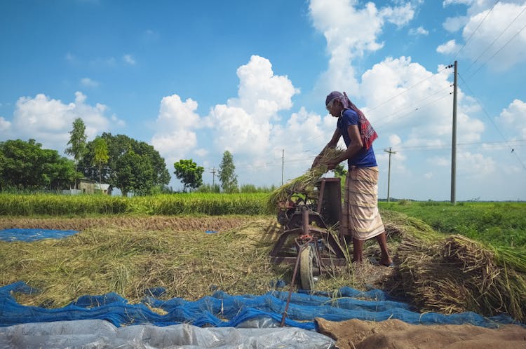 Farmer Harvesting Rice Grains