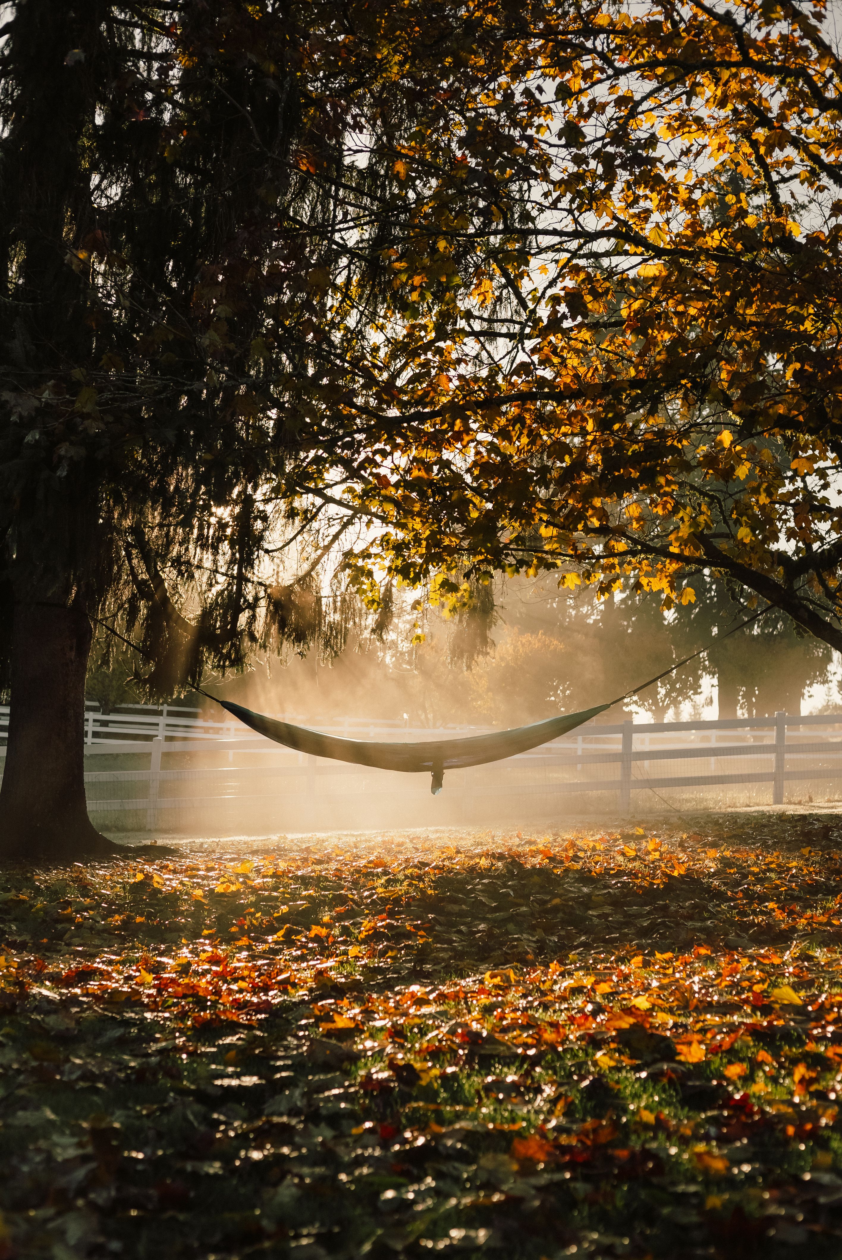 Sunlight filters through fall leaves over a hammock in a tranquil Portland forest.