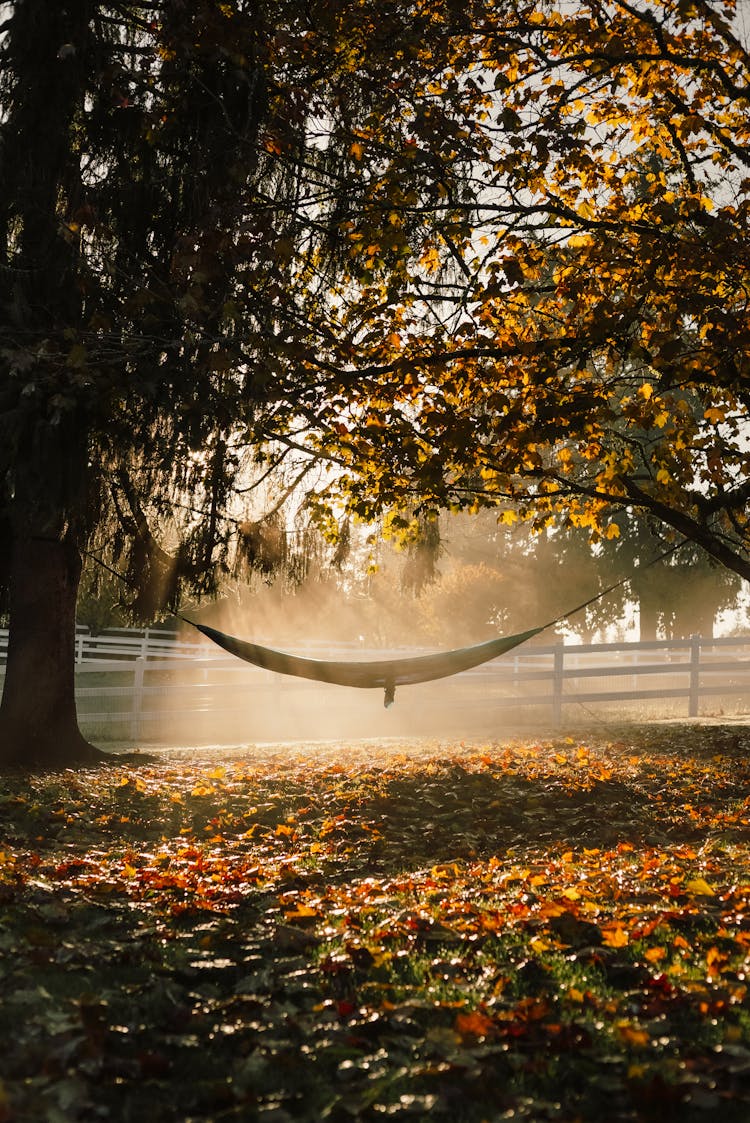 Hammock Hanging On The Trees 