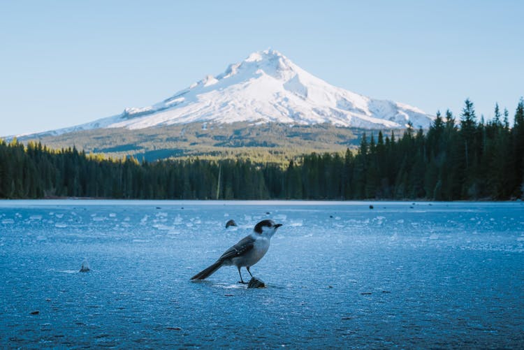 Canada Jay Bird On Frozen Body Of Water 