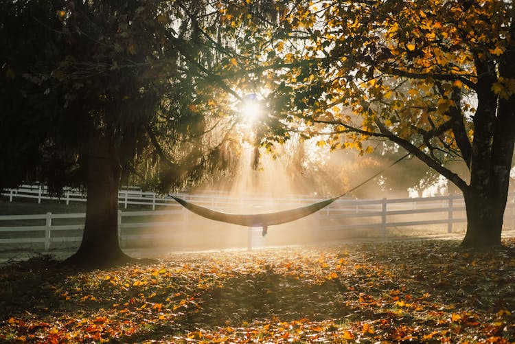 Hammock Hanging On The Trees During Sunrise