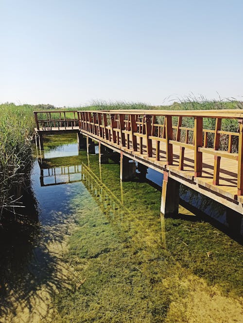 Wooden Boardwalk over Swamp