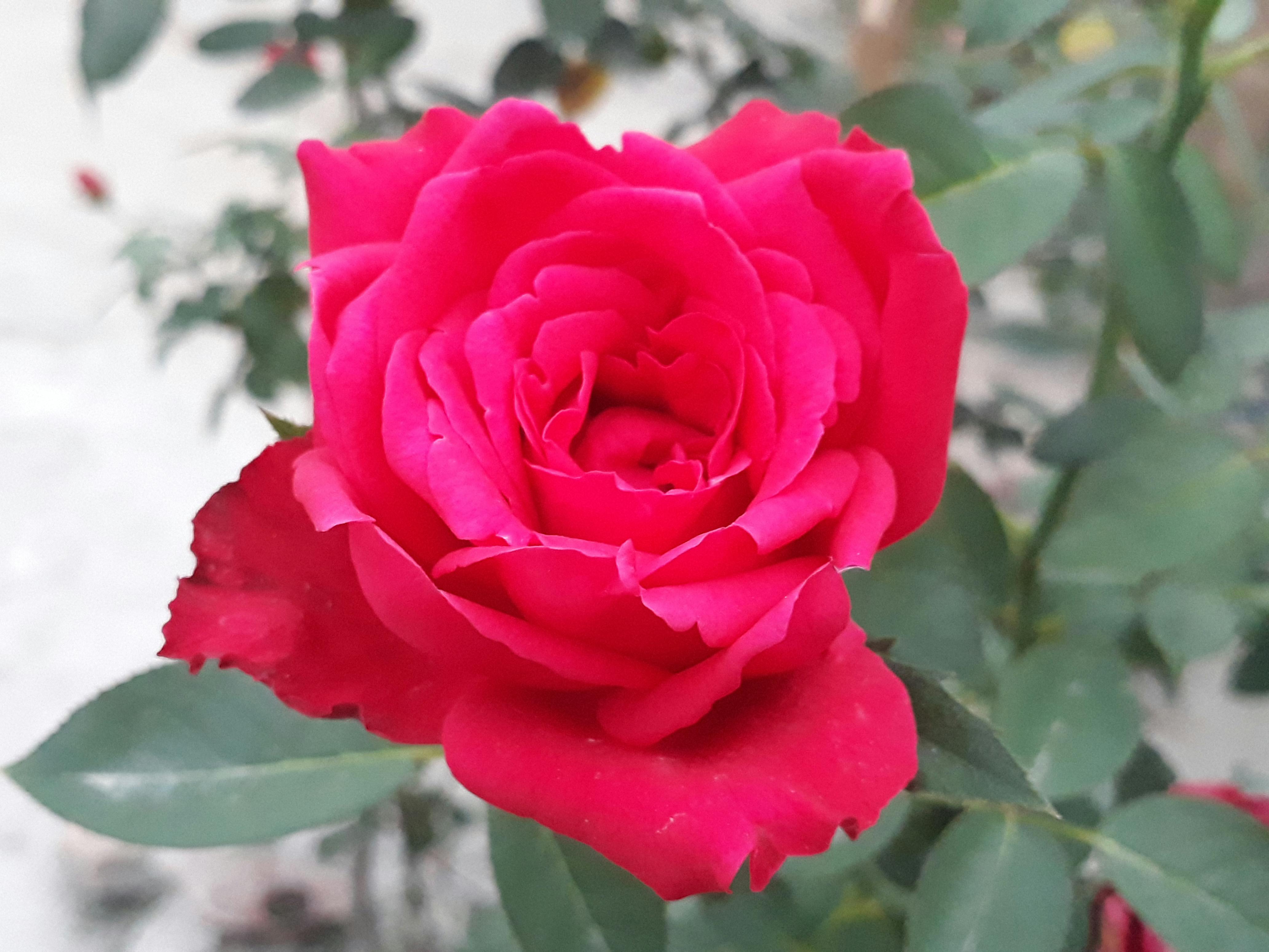 Foto Stok Gratis Tentang Bunga Bunga Indah Mawar Merah