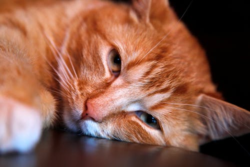 無料 茶色の表面にオレンジ色のぶち猫傾いた頭 写真素材
