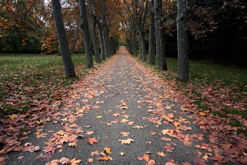 Безкоштовне стокове фото на тему «дерева, дорога, опале листя»