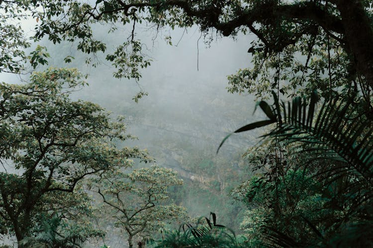 Lush Foliage In A Rainforest, And Mist