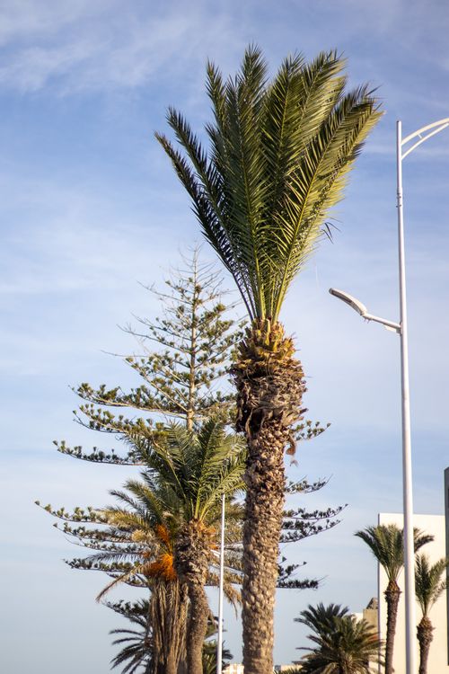 Free Tree with the sky Stock Photo