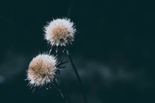 微妙, 植物群, 綻放的花朵 的 免費圖庫相片