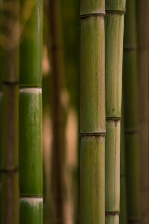 A Close-up Shot of a Bamboo Sticks