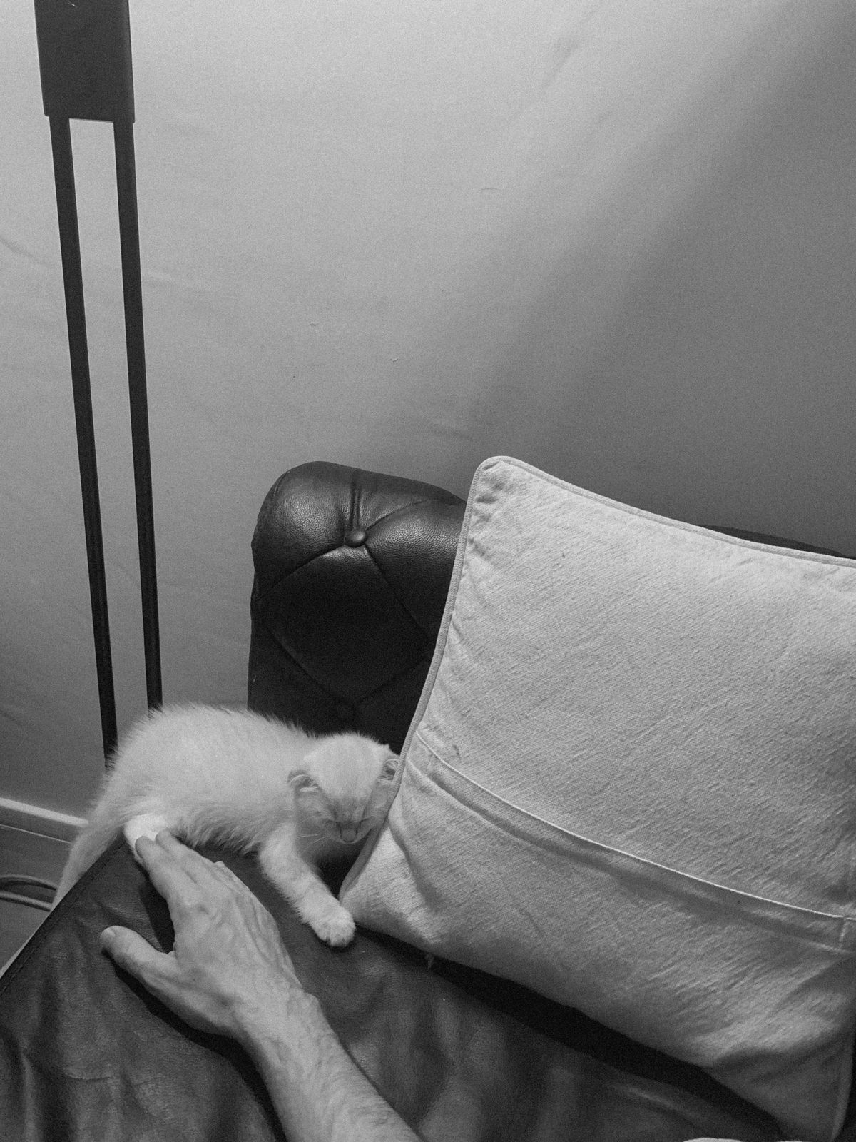 Small kitten lying on a sofa beside a person’s hand