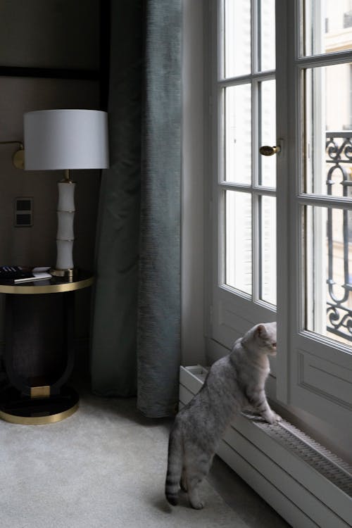 Photo of a Cat Looking Out the Window in a Luxury Apartment