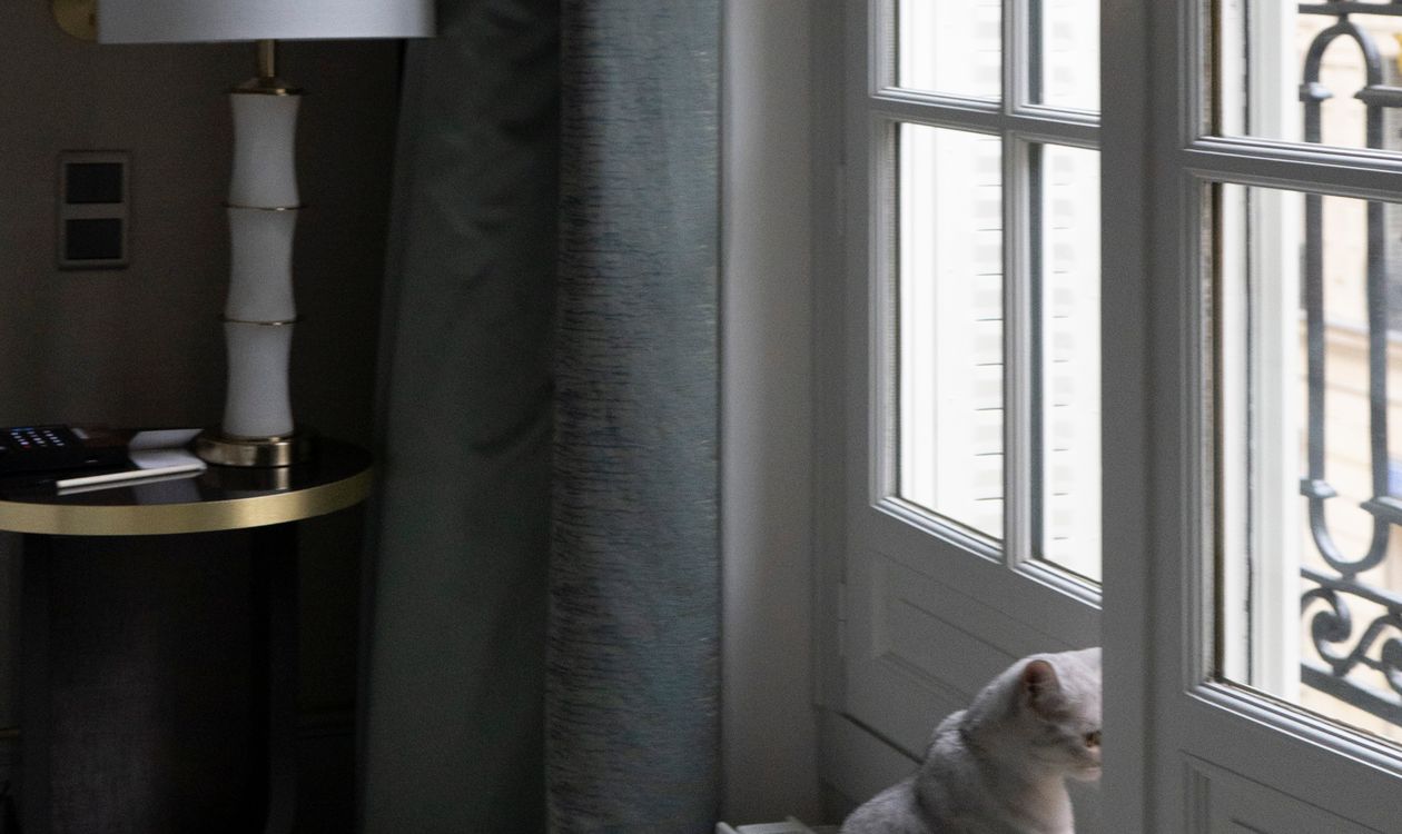 Can Alberta Landlords and Condos Ban Cats? Calgary & Edmonton Rules