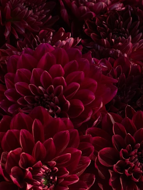 Close Up Photo of Bunch of Dahlia Flowers