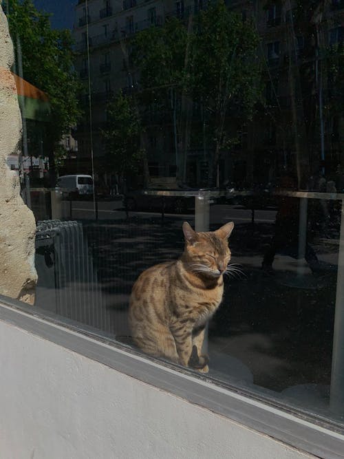 Cat Behind a Glass Window