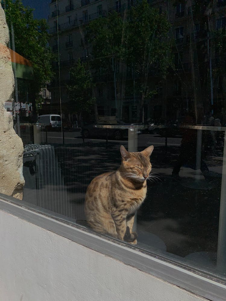 Cat Behind A Glass Window