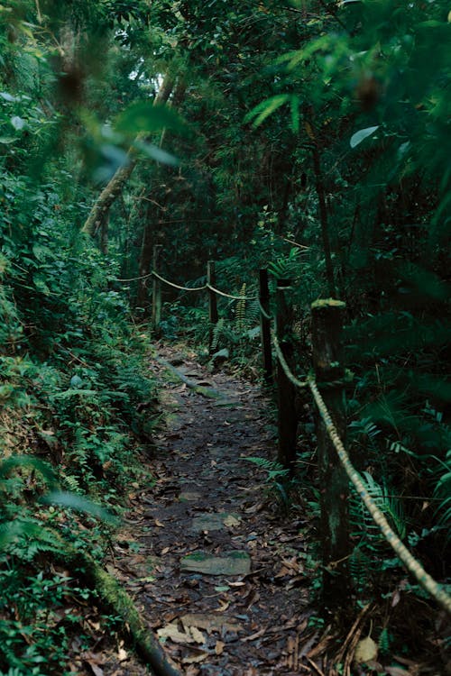 Immagine gratuita di alberi, foresta, marciapiede