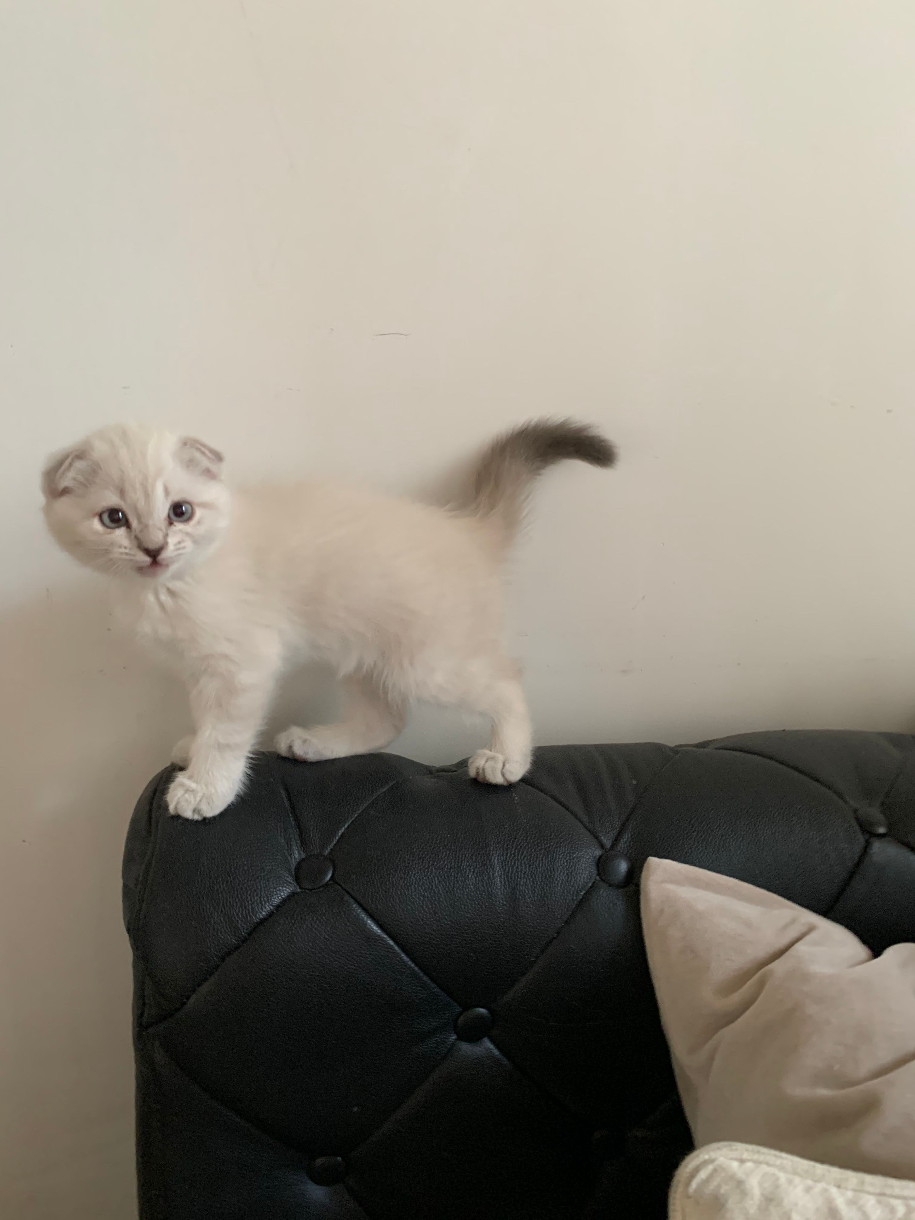 Adorable white kitten perched on a black leather sofa, showcasing playful curiosity indoors.