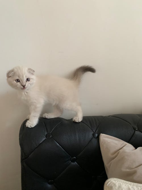 White Kitten Standing on Top of a Leather Sofa