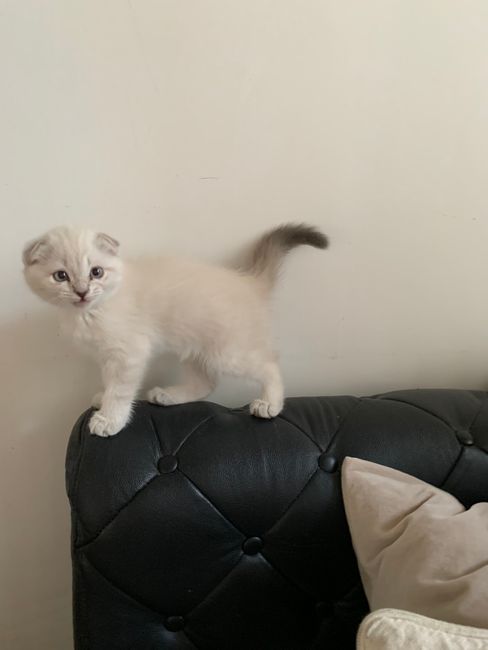 Adorable white kitten perched on a black leather sofa, showcasing playful curiosity indoors.