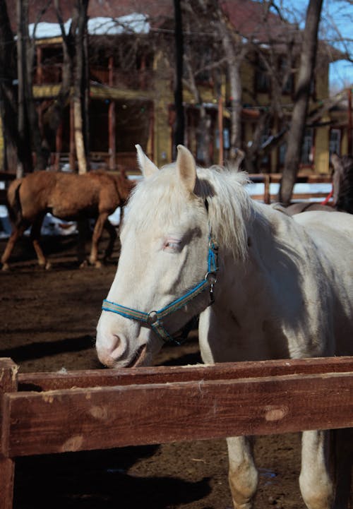 Imagine de stoc gratuită din animal, cal, cal alb