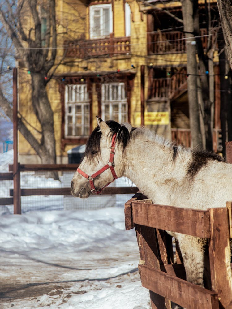 Horse On Farm In Winter