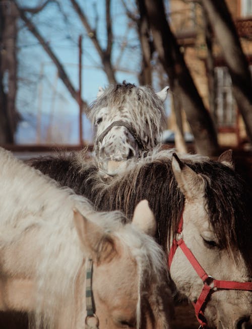 Close-Up Shot of Three Horses