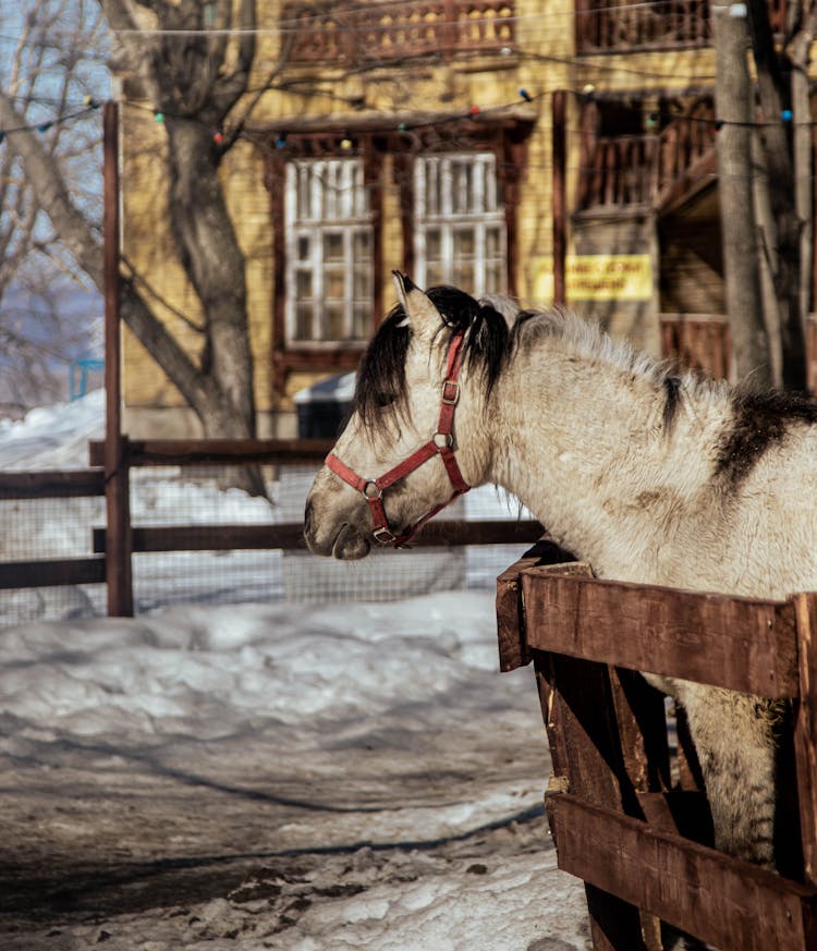 A Horse Behind A Wooden Fence