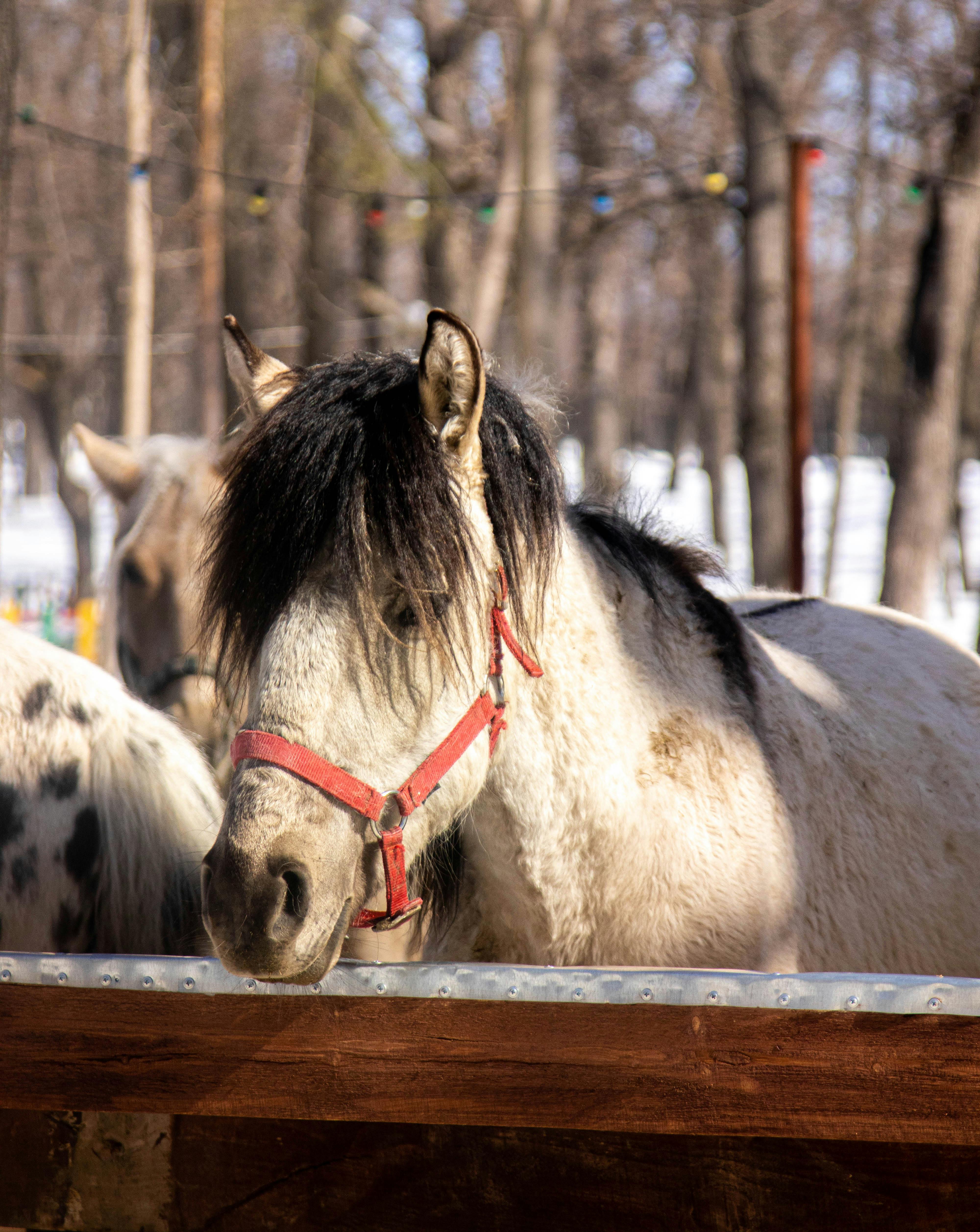 A beautiful spotted pony with a red harness stands in a snowy winter pasture with trees.