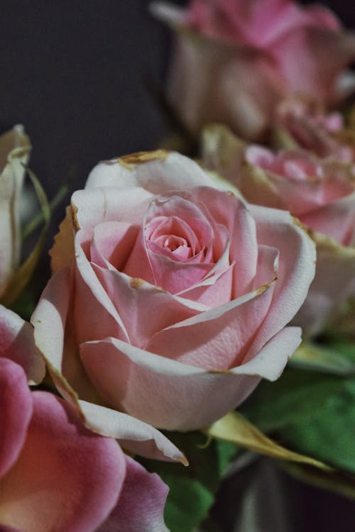 Close up of Pink Rose