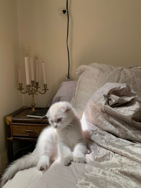 Adorable white kitten lounging on a cozy bed near a vintage candlestick in a Paris bedroom.
