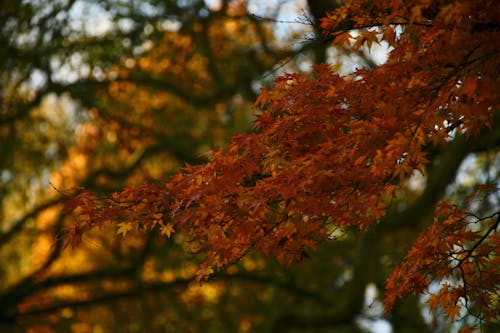 Close-up of a Tree Branch with Orange Leaves 