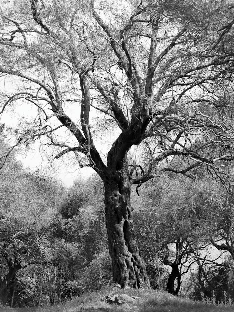 Big Oak In Park