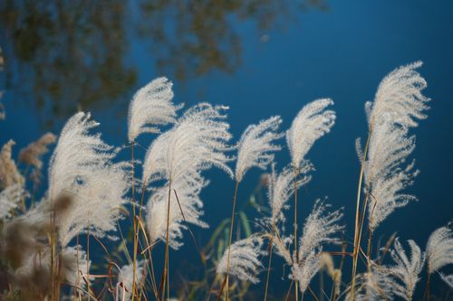 Free Calm lakeside scene featuring delicate feather reed grass swaying in gentle breeze. Stock Photo